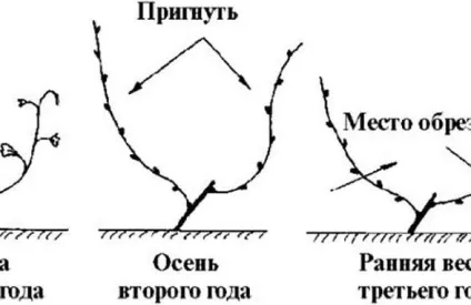 Обрізка винограду навесні
