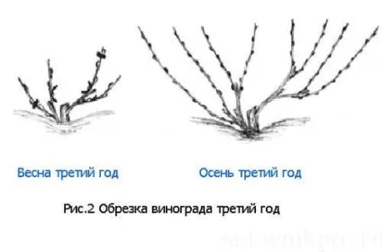 обрізка винограду