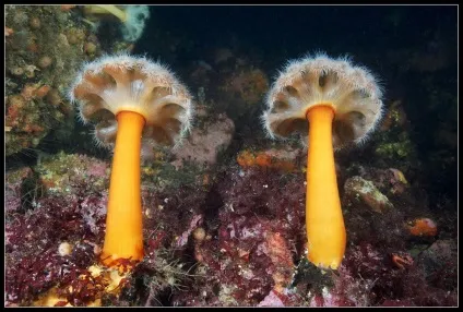 Мешканці білого моря