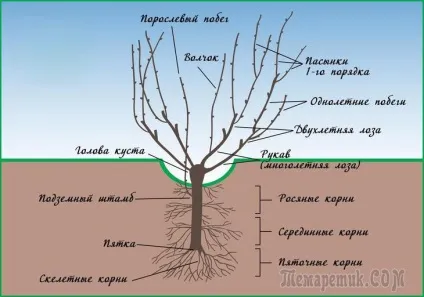 Обрізка винограду навесні - покрокова інструкція для початківців (Весна 2-го року) Обрізка винограду навесні - покрокова інструкція для початківців