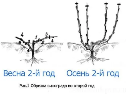 обрізка винограду