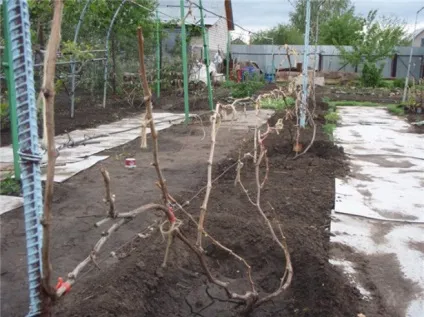 Обрізка винограду для початківців або як правильно обрізати виноград восени на зиму (винограду) Обрізка винограду для початківців або як правильно обрізати виноград восени на зиму