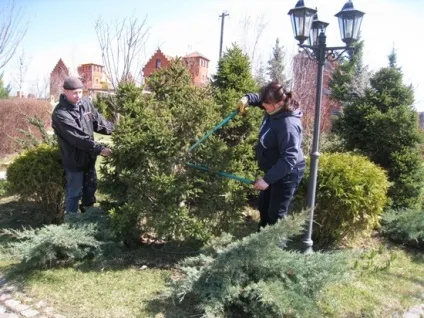 Обрізка дерев восени в якому місяці обрізати яблуні, плодові дерева в саду, схема для (дерев) Обрізка дерев восени в якому місяці обрізати яблуні, плодові дерева в саду, схема для