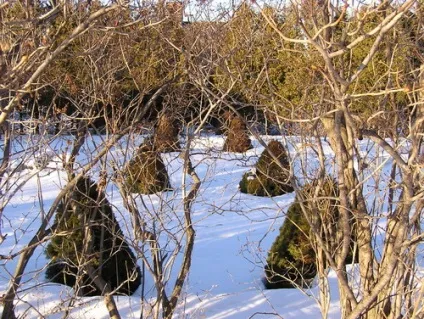Забезпечення зимостійкості саду - як підвищити зимостійкість рослин на