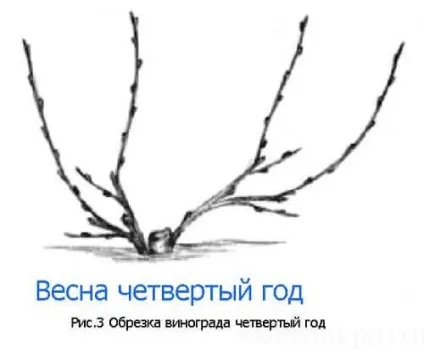 обрізка винограду