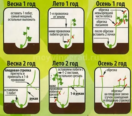 Обрізка винограду навесні