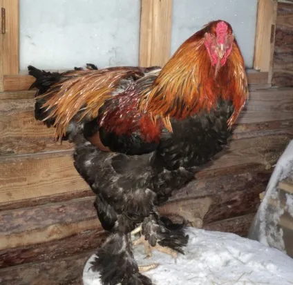 Огляд порід курей з волохатими лапами (саме Павловські кури) Огляд порід курей з волохатими лапами
