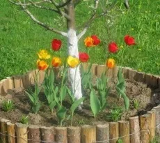 Огорожа для клумби своїми руками фото, поради, інструкції (своїми) Огорожа для клумби своїми руками фото, поради, інструкції