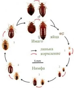 Про розмноження постільних клопів