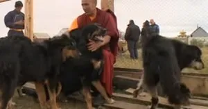 Опис породи собак монгольська вівчарка (хотоша) з відгуками власників і фото (породи) Опис породи собак монгольська вівчарка (хотоша) з відгуками власників і фото
