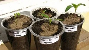 Опис сорти перцю каліфорнійське чудо і особливості його вирощування (перцю) Опис сорти перцю каліфорнійське чудо і особливості його вирощування