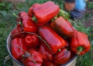 Опис сорти перцю каліфорнійське чудо і особливості його вирощування (сорту) Опис сорти перцю каліфорнійське чудо і особливості його вирощування