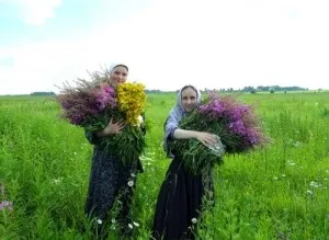 Живокіст лікарський ніж корисно рослина (лікарський) Живокіст лікарський ніж корисно рослина
