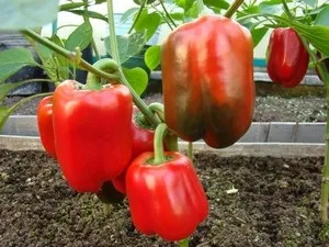 Опис сорти перцю каліфорнійське чудо і особливості його вирощування (опис) Опис сорти перцю каліфорнійське чудо і особливості його вирощування