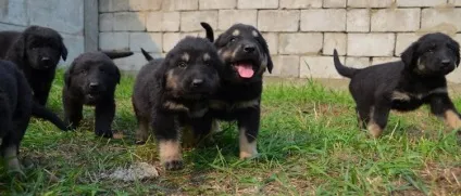 Опис породи собак монгольська вівчарка (хотоша) з відгуками власників і фото (опис) Опис породи собак монгольська вівчарка (хотоша) з відгуками власників і фото