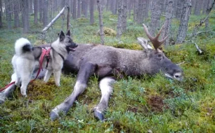 Опис породи собак норвезький елкхаунд з відгуками і фото (норвезький) Опис породи собак норвезький елкхаунд з відгуками і фото