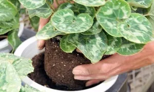 Особливості догляду за цикламеном в період спокою і цвітіння (догляду) Особливості догляду за цикламеном в період спокою і цвітіння