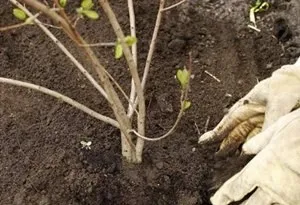 Особливості посадки і догляду за калиною бульденеж (бульденеж) Особливості посадки і догляду за калиною бульденеж