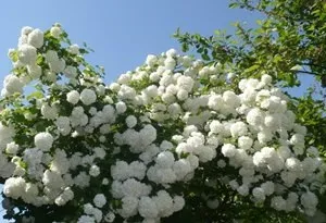 Особливості посадки і догляду за калиною бульденеж (калина бульденеж розмноження) Особливості посадки і догляду за калиною бульденеж