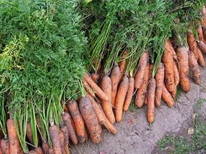 Особливості вирощування моркви фото відео, моя улюблена дача (вирощування) Особливості вирощування моркви фото відео, моя улюблена дача