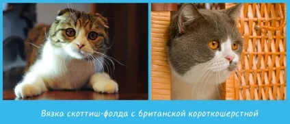 Особливості в'язки скоттиш-фолдов, скоттиш фолд висловухі мяу (фолд) Особливості в'язки скоттиш-фолдов, скоттиш фолд висловухі мяу