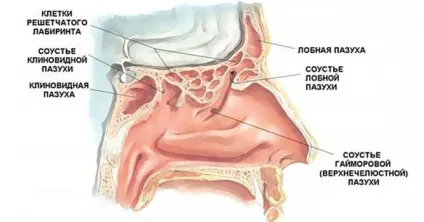 Гострий і хронічний сфеноїдит симптоми і ознаки, лікування в домашніх умовах