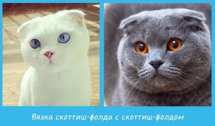 Особливості в'язки скоттиш-фолдов, скоттиш фолд висловухі мяу (фолд) Особливості в'язки скоттиш-фолдов, скоттиш фолд висловухі мяу