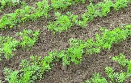 Особливості вирощування моркви у відкритому грунті