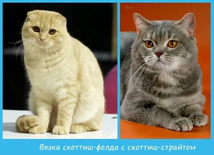 Особливості в'язки скоттиш-фолдов, скоттиш фолд висловухі мяу (в'язки) Особливості в'язки скоттиш-фолдов, скоттиш фолд висловухі мяу