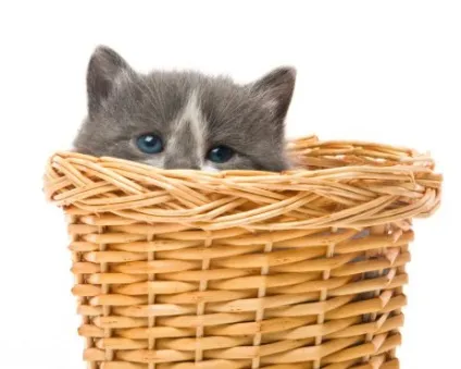 Особливості котячого сну (котячий сон) Особливості котячого сну