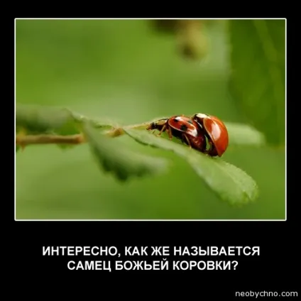 Оригінальні статуси і цитати для соціальних мереж (незвичайні статуси) Оригінальні статуси і цитати для соціальних мереж