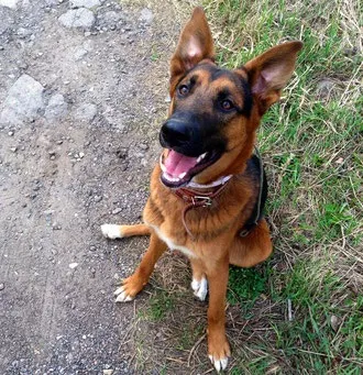 Відгуки - дресирування собак trainer-for-dogs інструктор для собак (собак) Відгуки - дресирування собак trainer-for-dogs інструктор для собак