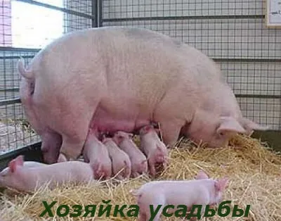 Відгодівлю свиней в домашніх умовах (свиней) Відгодівлю свиней в домашніх умовах
