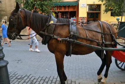 Пальма-де-майорка на острові майорка, пам'ятки та відгуки (маршрути) Пальма-де-майорка на острові майорка, пам'ятки та відгуки