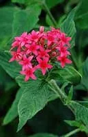 Пентас - pentas опис і догляд на (pentas) Пентас - pentas опис і догляд на