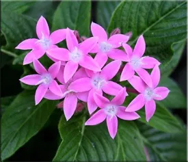 Пентас (pentas)