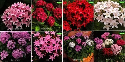 Пентас (pentas)