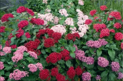Пентас (pentas)