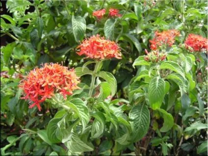Пентас (pentas)