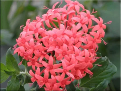 Пентас (pentas)