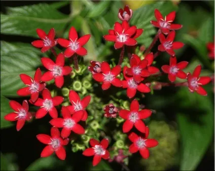 Пентас (pentas)