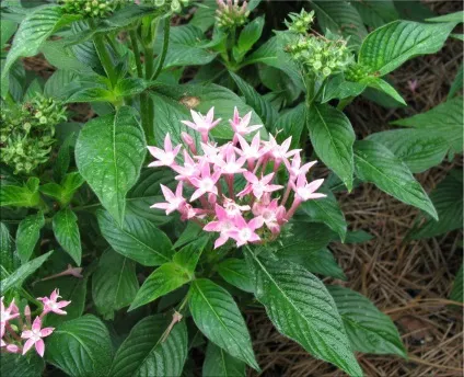 Пентас (pentas)