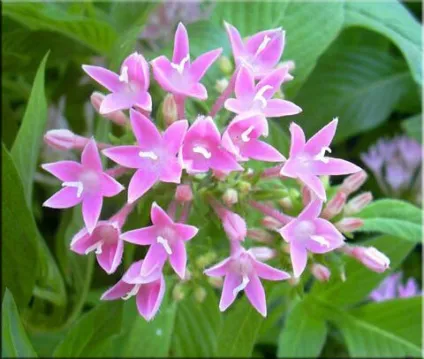 Пентас (pentas)