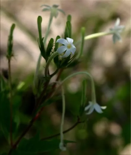 Пентас (pentas)