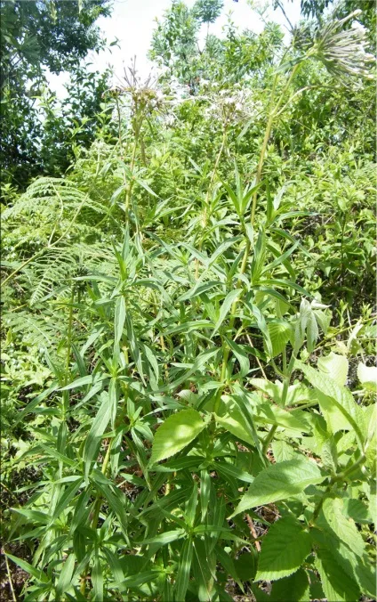 Пентас (pentas)