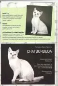 Розплідник бурманских кішок chatburdeoa