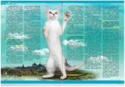 Розплідник бурманских кішок chatburdeoa