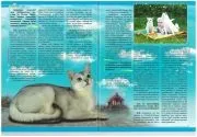 Розплідник бурманских кішок chatburdeoa
