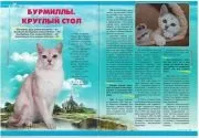 Розплідник бурманских кішок chatburdeoa