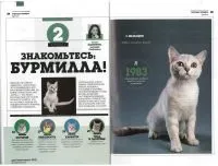 Розплідник бурманских кішок chatburdeoa